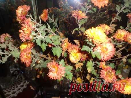 Рахат-лукум из моркови. / Болталка / Кулинария