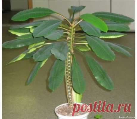 Комнатное растение Молочай гребенчатый Вечнозелёный или полуопадающий суккулентно-стеблевой кустарник с ребристым стволом, высотой до 120 см.🪴Растение очень светолюбиво, теплолюбиво, устойчиво к сухости воздуха, но страдает как от затенения, так и прямых солнечных лучей. В малоосвещенных помещениях стебли у молочая...