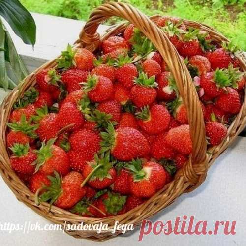 4 ЛУЧШИХ УДОБРЕНИЯ ДЛЯ КЛУБНИКИ ...