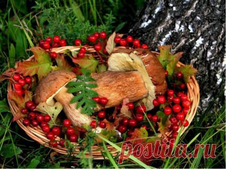 Лесные радости...