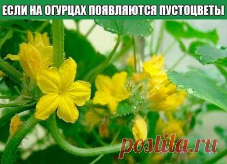 Что делать, если на огурцах появляются пустоцветы

Если на огурцах появляются пустоцветы, то можно попробовать от них избавиться, но делать это надо своевременно. Пустоцветы на огурцах могут вырасти по разным причинам и, поняв их, вы поймете что делать, чтобы пустоцветы больше не появлялись или, хотя бы, чтобы их стало меньше.

Разумно считать, что пустоцветы на огурцах образуются при неправильном выращивании: мало света, загущенность посадки, неправильный выбор самих семя...
