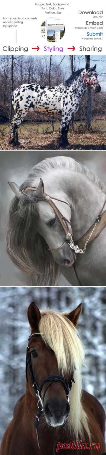 Horses & More Horses