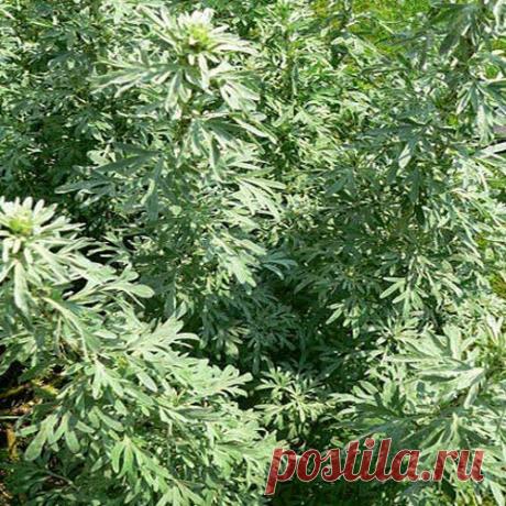 Помогут ледяные свечи | Друг пенсионера
Хочу поделиться с вами средством от геморроя и трещин прямой кишки. Я как-то прочитала заметку о лечении геморроя ледяными свечками и ре­шила приготовить их из отвара про­тивовоспалительных трав.