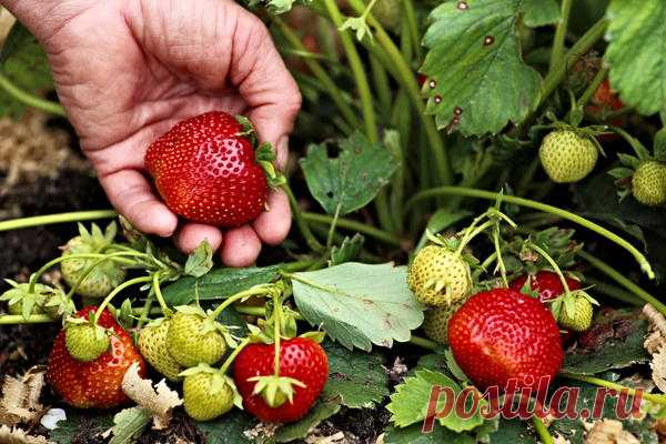 Уход за клубникой после сбора урожая: шесть условий отличного плодоношения