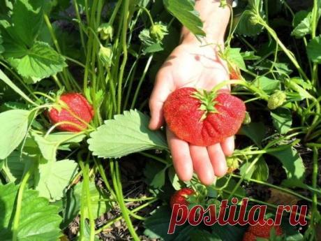 Два в одном! Супер-подкормка и защита клубники.
☛ сохраните на свою стену, чтобы не потерять!
Моя подруга жалуется, что не успевает собирать ягоды - их так много. Утверждает, что секрет в этой подкормке. Может кого то заинтересует. Попробуйте!
Состав: 
1 стакан золы залить 1-2 литрами кипятка, до остывания, 2гр. марганцовки, 2гр. борной кислоты (порошок), 1 ст. ложка йода.
Золу процедить, все это на ведро воды. Сразу намешиваю в бочку и опрыскиваю, до полного смачивания листвы. Это и подкормк