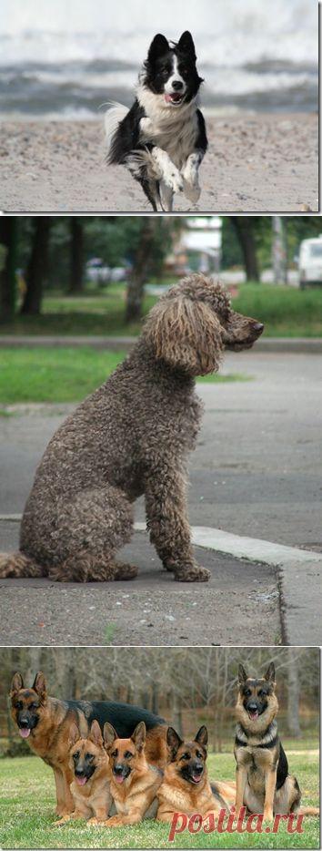 (+1) тема - 10 самых умных пород собак | НАУКА И ЖИЗНЬ