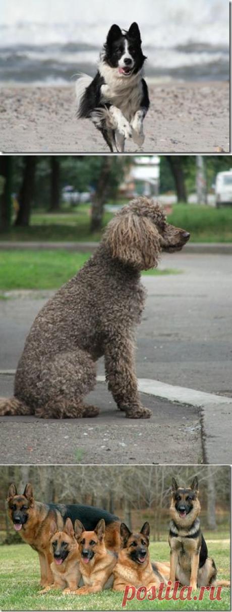 (+1) тема - 10 самых умных пород собак | НАУКА И ЖИЗНЬ