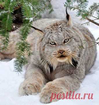 Сибирская рысь!!!
Красота!