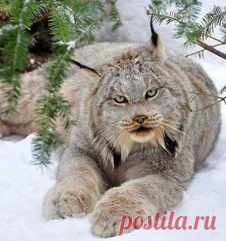 Сибирская рысь!!!
Красота!