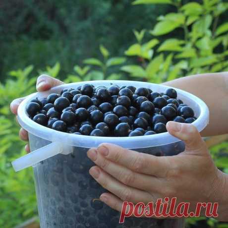 ЧЕМ И КОГДА НУЖНО ПОДКАРМЛИВАТЬ ЧЁРНУЮ СМОРОДИНУ