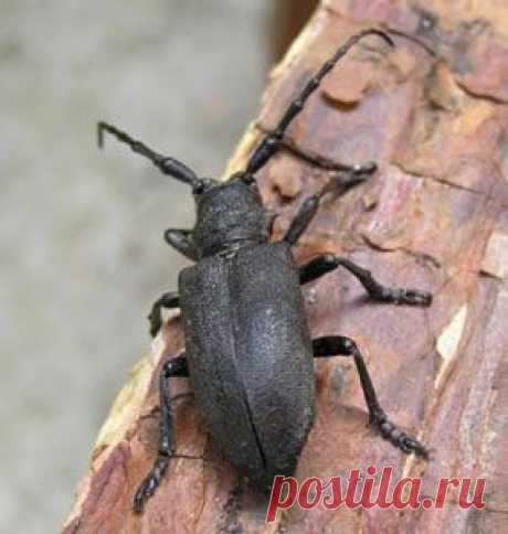 Желающих порадоваться чужой беде, к сожалению, гораздо больше способных порадоваться чужому счастью. Именно им я предлагаю хорошенько задуматься над судьбой главного героя этой аллегорической басни в стихах.