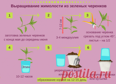 Размножение плодовой жимолость от куста: 4 вегетативных способа