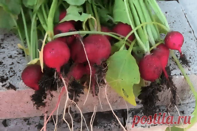Как вырастить редис: простое руководство &#8211; Agro-Info