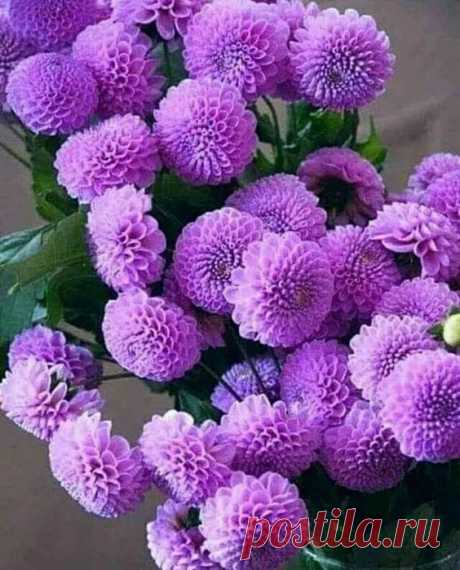 (20) Pinterest