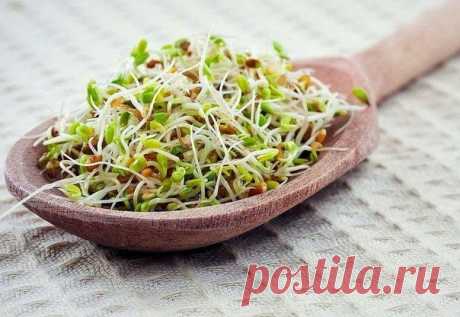 ЧУДО ПРОРОСТКИ / Абсолютное здоровье