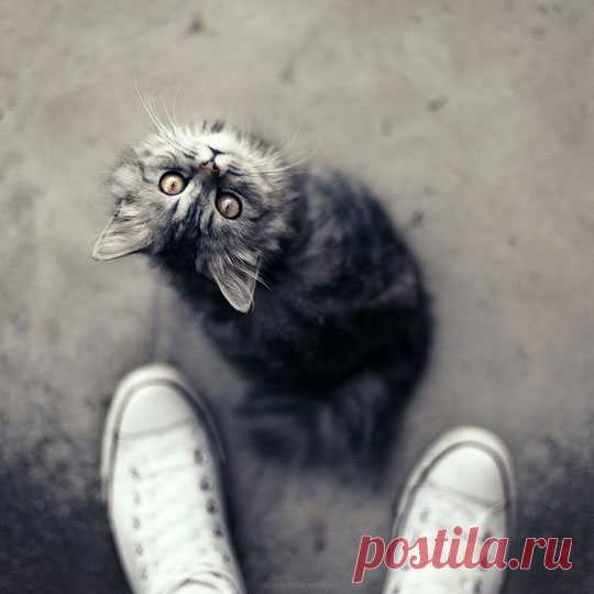 Лучшие фотографии животных с 500px.com