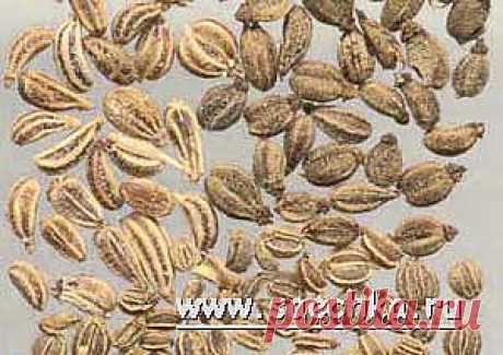 Приправы и специи, которые помогут Вам приготовить любое вкусное блюдо.