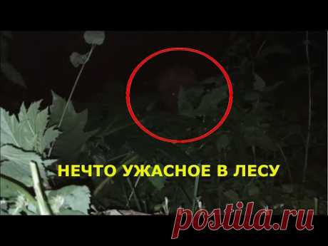 Нечто ужасное непонятное существо снято на камеру ночью в лесу Подмосковье. что это было йети, чупакабра или неизвестное животное #жуть #влесу #ужас #нечто #накамеру