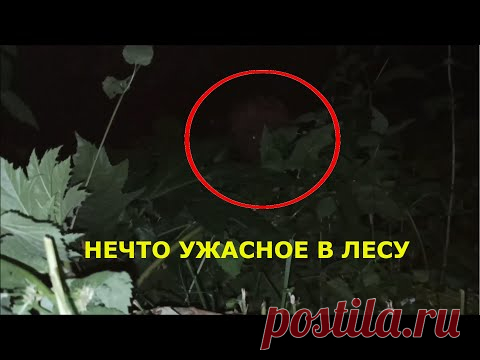 Нечто ужасное непонятное существо снято на камеру ночью в лесу Подмосковье. что это было йети, чупакабра или неизвестное животное #жуть #влесу #ужас #нечто #накамеру