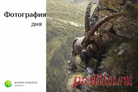Альпийский горный козёл, или альпийский козёл, или ибекс, или козерог (лат. Capra ibex) — вид парнокопытных из рода горных козлов, распространённый в Альпах.
Ибекс обитает в Альпах на высоте между границами леса и льда. Он может подниматься до 3500 м над уровнем моря. Зимой обитает, как правило, в более низких местностях, чем летом, однако и летом может спускаться на альпийские луга в поисках пищи. Ночует обычно высоко в горах.