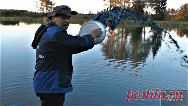 Рабочий способ профилактики рыбы от "краснухи" в своём пруду | Хозяйство Воронова | Яндекс Дзен