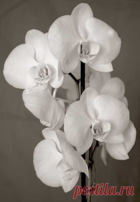 Orchid (Phalaenopsis aphrodite) Black and White.