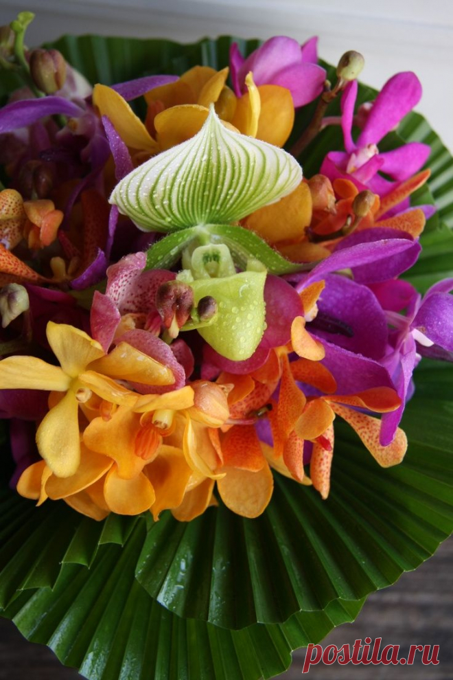 (13) orchid. | bride's bouquets (designed by trémolo) | Орхидеи