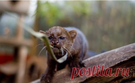 Дикие кошки, которых так и хочется забрать себе домой! | Ололо - смешные картинки и веселые истории