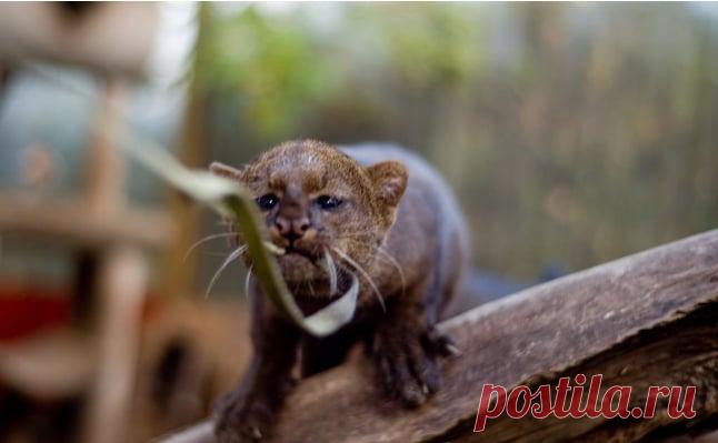 Дикие кошки, которых так и хочется забрать себе домой! | Ололо - смешные картинки и веселые истории