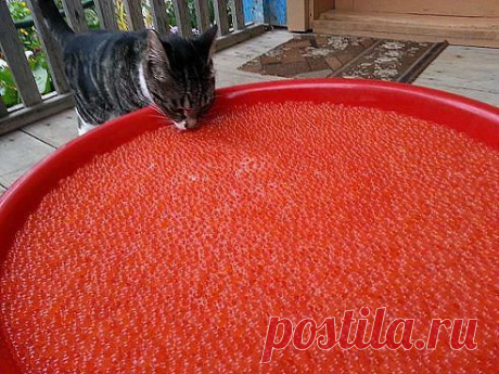 Серые будни Сахалинского кота....