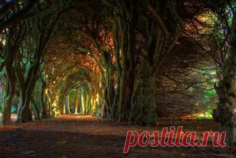 Несмотря на то, что деревья растут медленно, они чрезвычайно восприимчивы к различным методам воздействия на изменения в их росте. Если приложить силу, терпение и постоянство, деревья можно скульптурировать в различные формы.