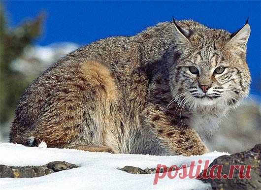 Bobcat - North American Wildcat | Animal Pictures and Facts | FactZoo.com