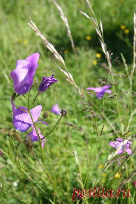 Колокольчик.