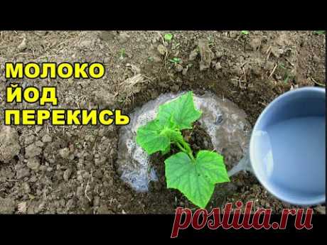 ОГУРЦОВ БУДЕТ ВАГОН, ЕСЛИ ПОДКОРМИТЬ МОЛОКОМ И ОБРАБОТАТЬ ЭТИМ -- ОТ БОЛЕЗНИ И ОТ ВРЕДИТЕЛЕЙ.