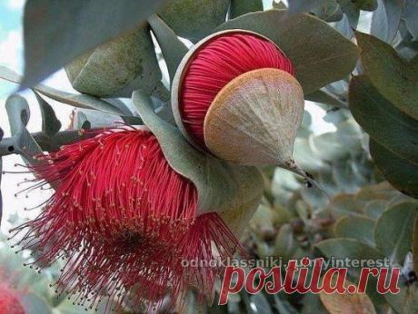 Удивительный цветок эвкалипта.
