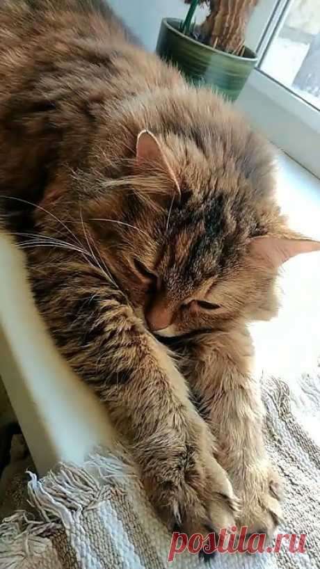 Мурлыканье 😸
