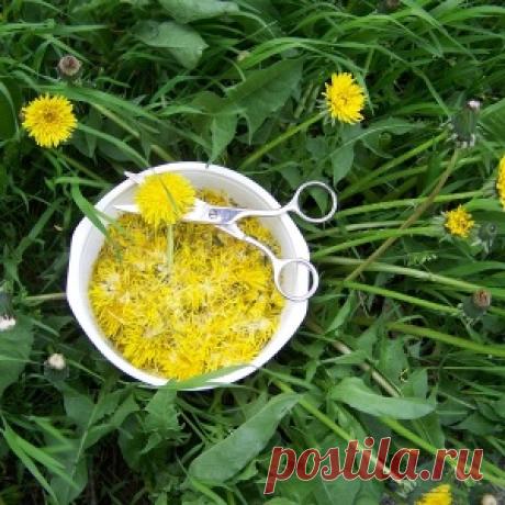 Желтый женьшень: самое многофункциональное лекарство - одуванчик!