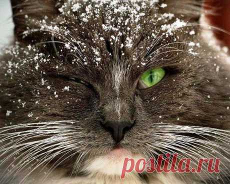 Фотографии ✿ܓЕлена Н. - 7164 фото в Моем Мире.