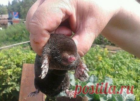 Валидол против кротов!
Вам понадобится всего лишь несколько упаковок с таблетками валидола, которые можно купить в любой аптеке. Положите по одной таблетке в каждую норку, стараясь не пропускать ни одной.