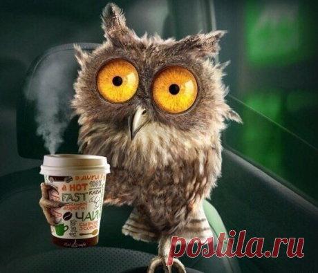 Долго размышляла на тему, ктo я: жаворонок или сова... и пришла к выводу, что я птеродактиль, потому чтo с таким режимом дня, как у меня, странно, как я до сих пор не вымерла!