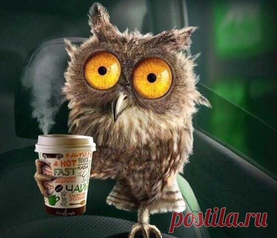 Долго размышляла на тему, ктo я: жаворонок или сова... и пришла к выводу, что я птеродактиль, потому чтo с таким режимом дня, как у меня, странно, как я до сих пор не вымерла!