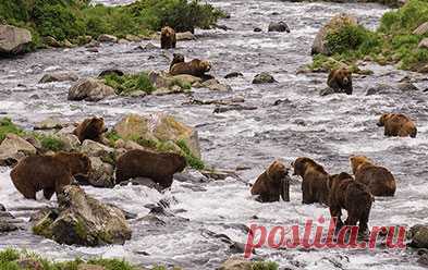 флора и фауна россии – Google Поиск