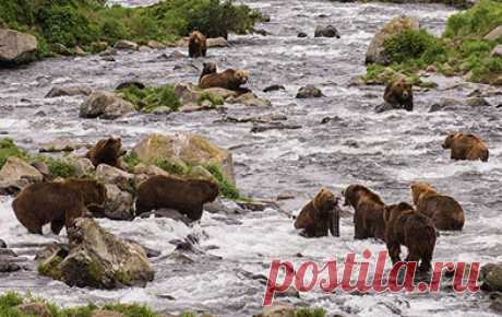 флора и фауна россии – Google Поиск