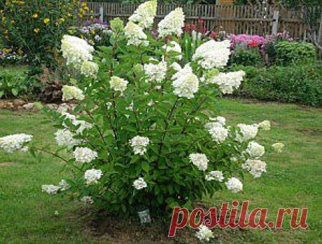 ДЕКОРАТИВНЫЕ КУСТАРНИКИ