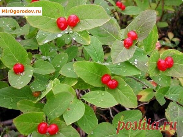 Жимолость Каприфоль: секреты посадки ухода и размножения