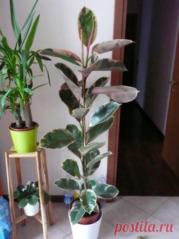 Описание фикуса «Белиз» — характеристика, посадка и уход