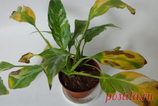 Болезни и лечение спатифиллума

У растения спатифиллум болезни подразделяются на несколько типов:

Болезни корневой системы.
Болезни вегетативной части - стеблей и листьев.
Болезни на стадии бутонизации.
Данные заболевания могут вызываться насекомыми-вредителями, спорами грибов, вирусами и бактериями. В народе комнатный цветок называют Женское счастье и Белый парус.

Заболевания корневой системы спатифиллума
Корнями спатифиллума любит полакомиться корневая тля, или корнево...