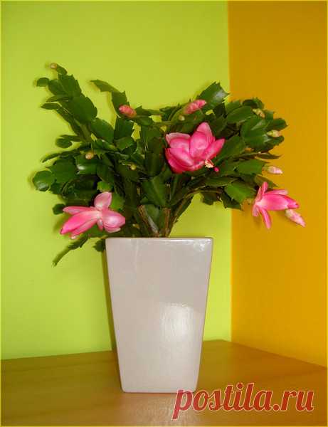 Ответы Mail.Ru: Почему не цветет декабрист?