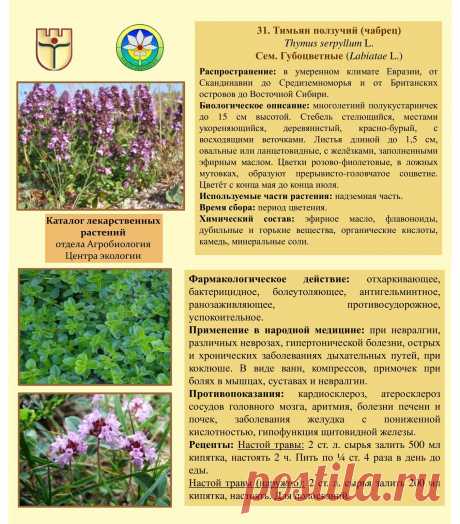 Тимьян ползучий (чабрец)