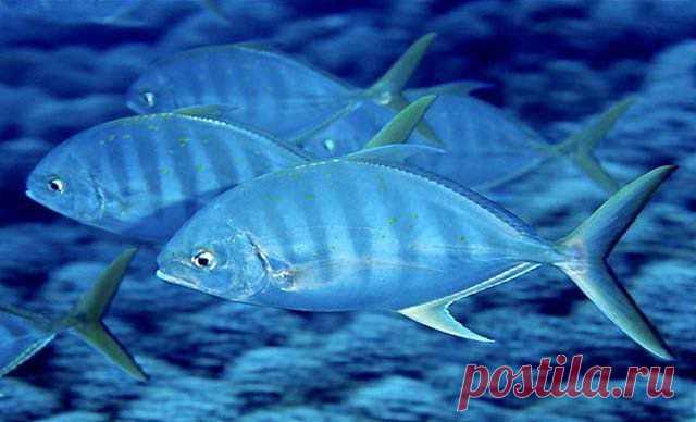 Carangoides ferdau (Лат.)
Полосатая кавалла 
Размеры 20 - 70 см 
Глубина 3 - 60 М 
Тело серебристое, спина зеленоватая, на боках 5-6 вертикальных темноватых полос. Иногда на туловище проступают желтоватые или желто-оранжевые точки. Темное пятно на жаберной крышке отсутствует. Хвостовой киль из мелких щитков. Встречаются поодиночке или небольшими группами в толще воды вблизи песчаных пляжей или вокруг рифов. Питаются в основном ракообразными, моллюсками и рыб